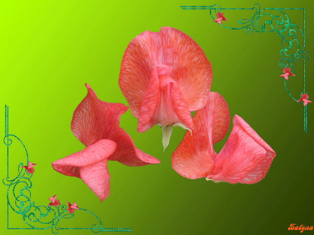 анимашки Цветы